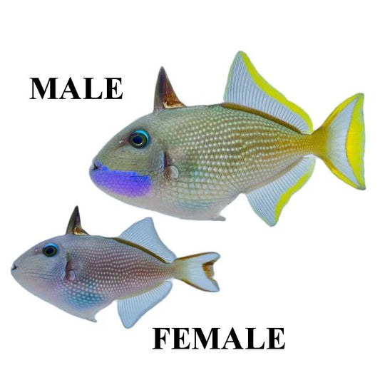 Blue Throat Triggerfish