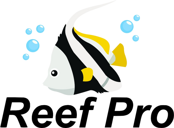 Emperor Angelfish Adult – Reef Pro