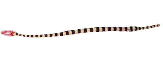 Banded Pipe Fish