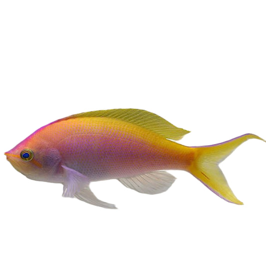 Bartlett Anthias