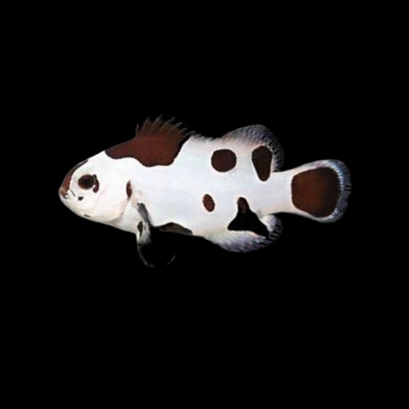Black Storm Clownfish , Captive-Bred