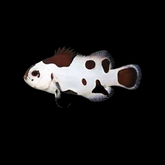 Black Storm Clownfish , Captive-Bred