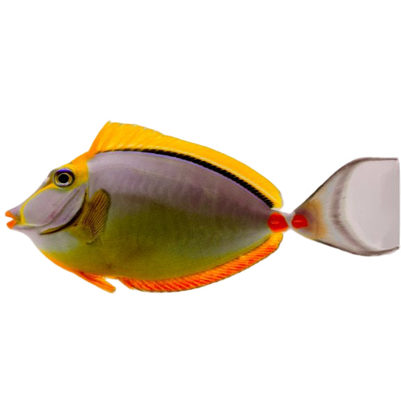 Blonde Naso Tang