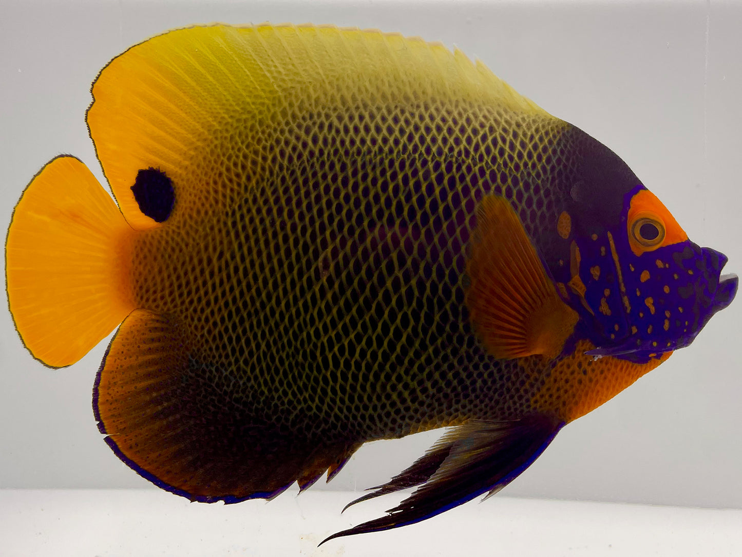 Sumatra Blueface Angelfish Adult SHOW