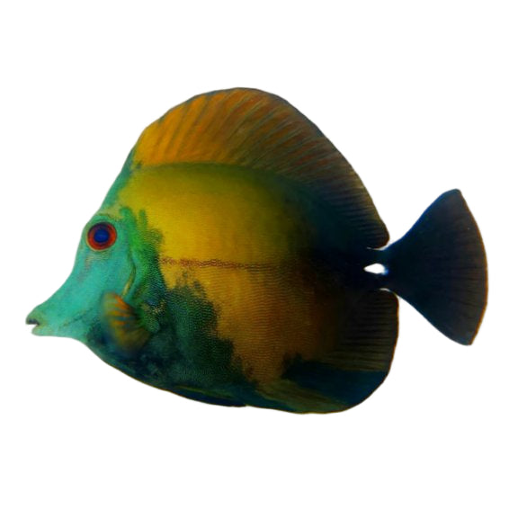 Blue Face Koi Scopas Tang WYSIWYG