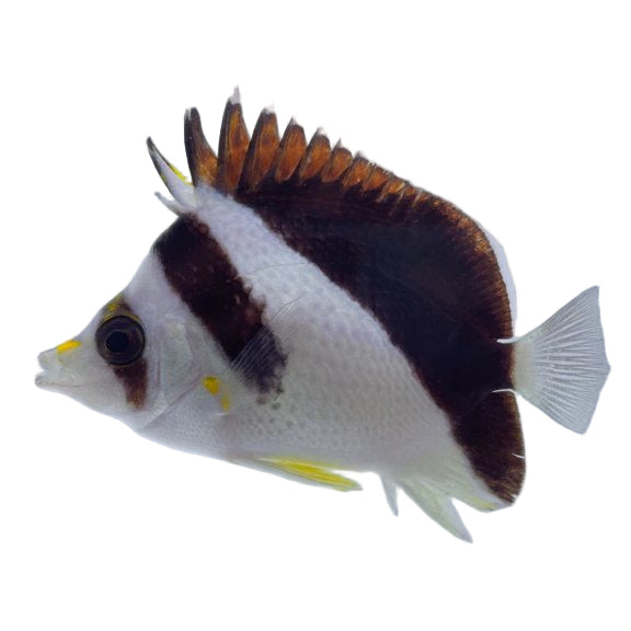 Burgess' Butterflyfish