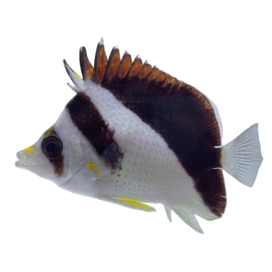 Burgess' Butterflyfish