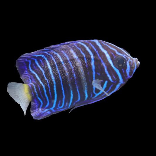 Captive Bred Asfur Angelfish