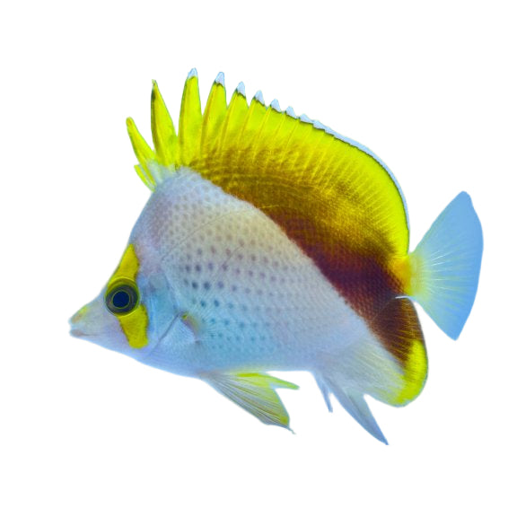 Declivis Butterflyfish