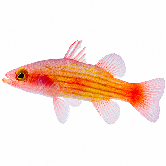 Pin Stripe Basslet