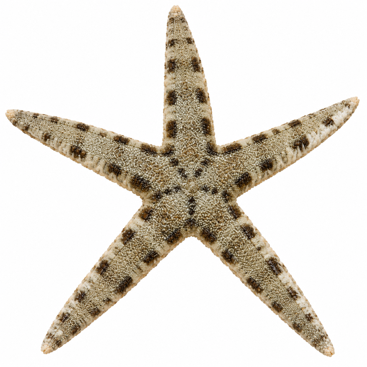 Sand Sifting Starfish