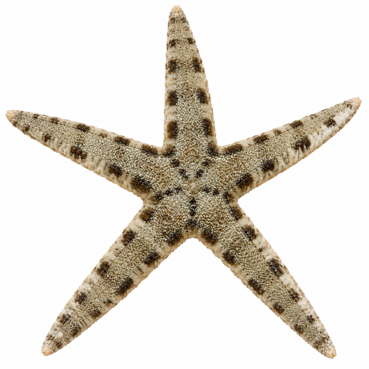 Sand Sifting Starfish