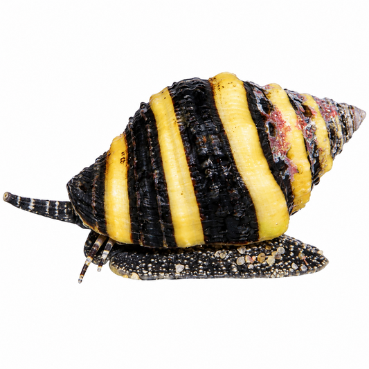 Bumble Bee Snail