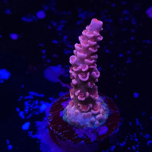 TGC Cherry Bomb