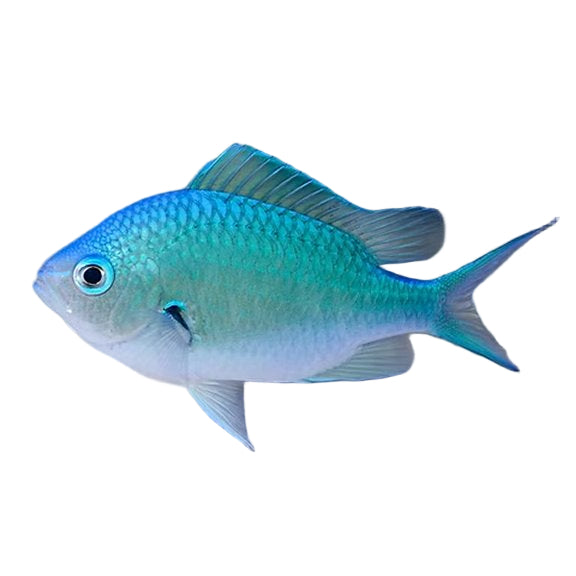 Green Chromis