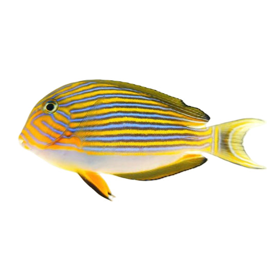 Clown Tang