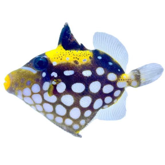 Clown Triggerfish – Reef Pro