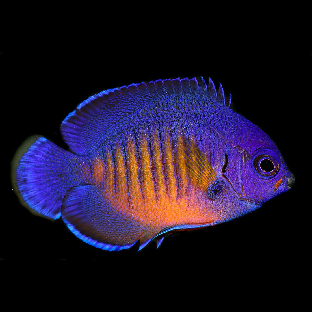 Captive Bred Coral Beauty Angelfish