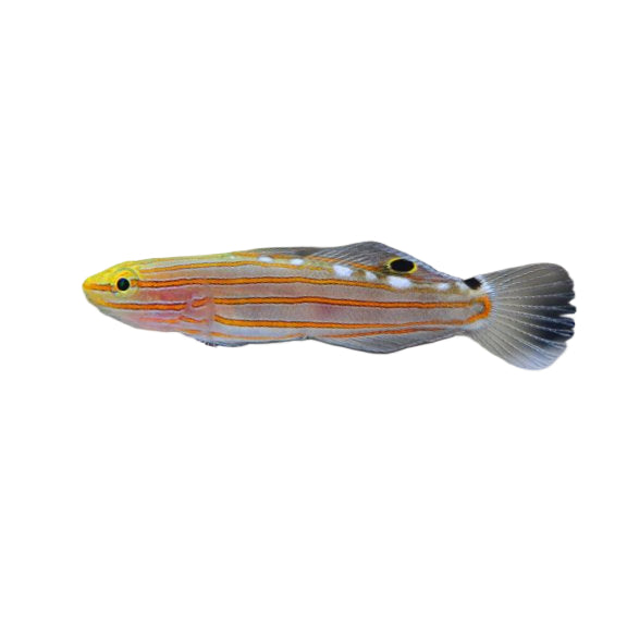Court Jester Goby