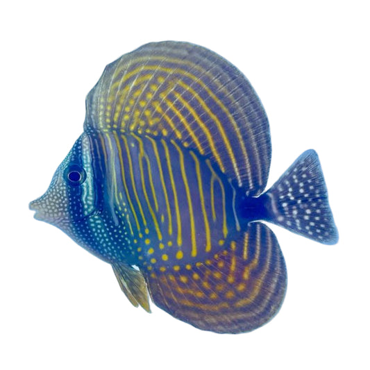 Red Sea Desjardini Sailfin Tang