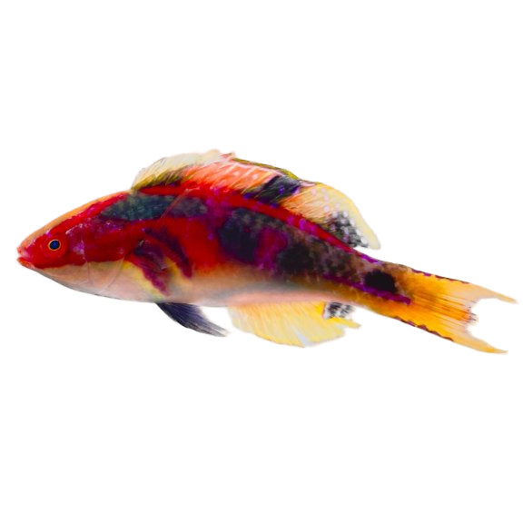 Exquisite Fairy Wrasse Male