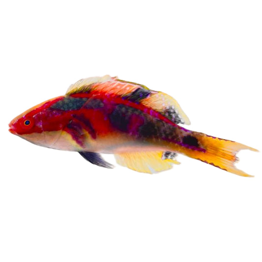 Exquisite Fairy Wrasse Male