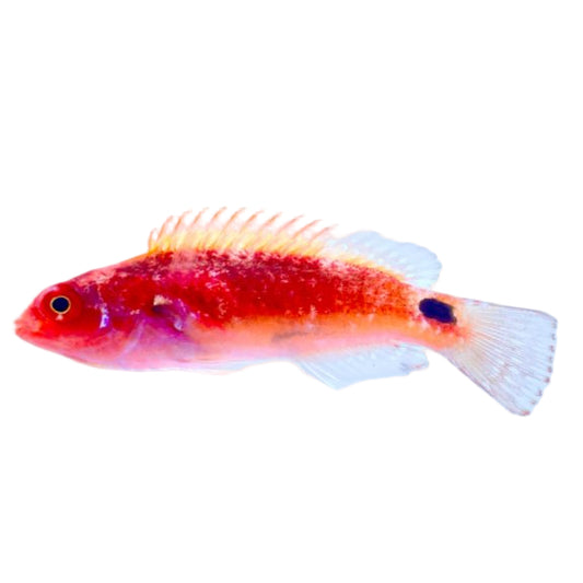 Exquisite Fairy Wrasse Female