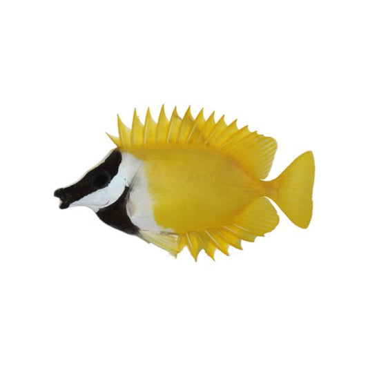 Foxface Rabbitfish