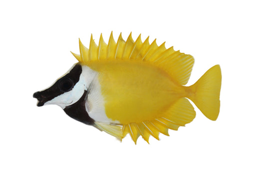 Foxface Rabbitfish