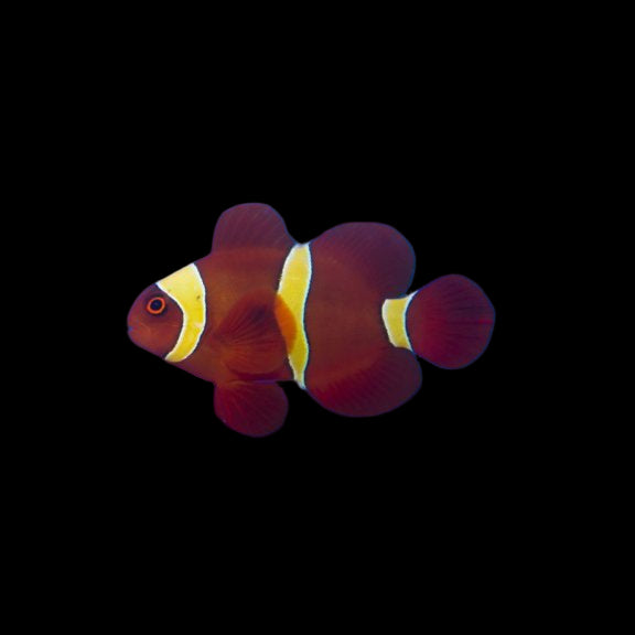 Wild Gold Stripe Maroon Clown