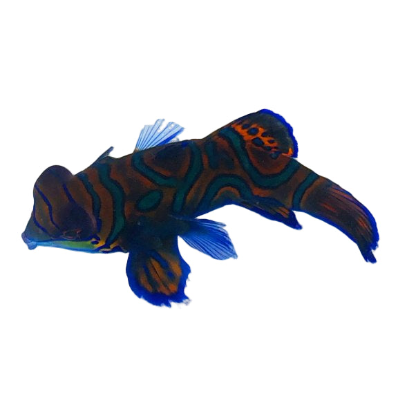 Green Mandarin Goby