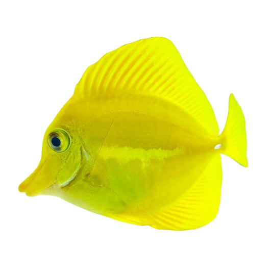 Hawaiian Yellow Tang