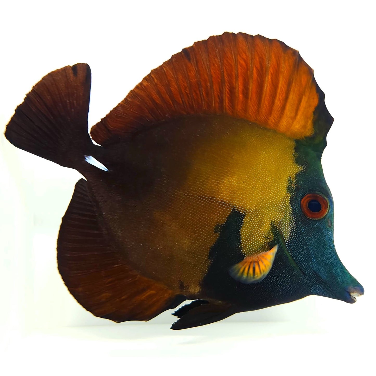 Blue Face Koi Scopas Tang WYSIWYG