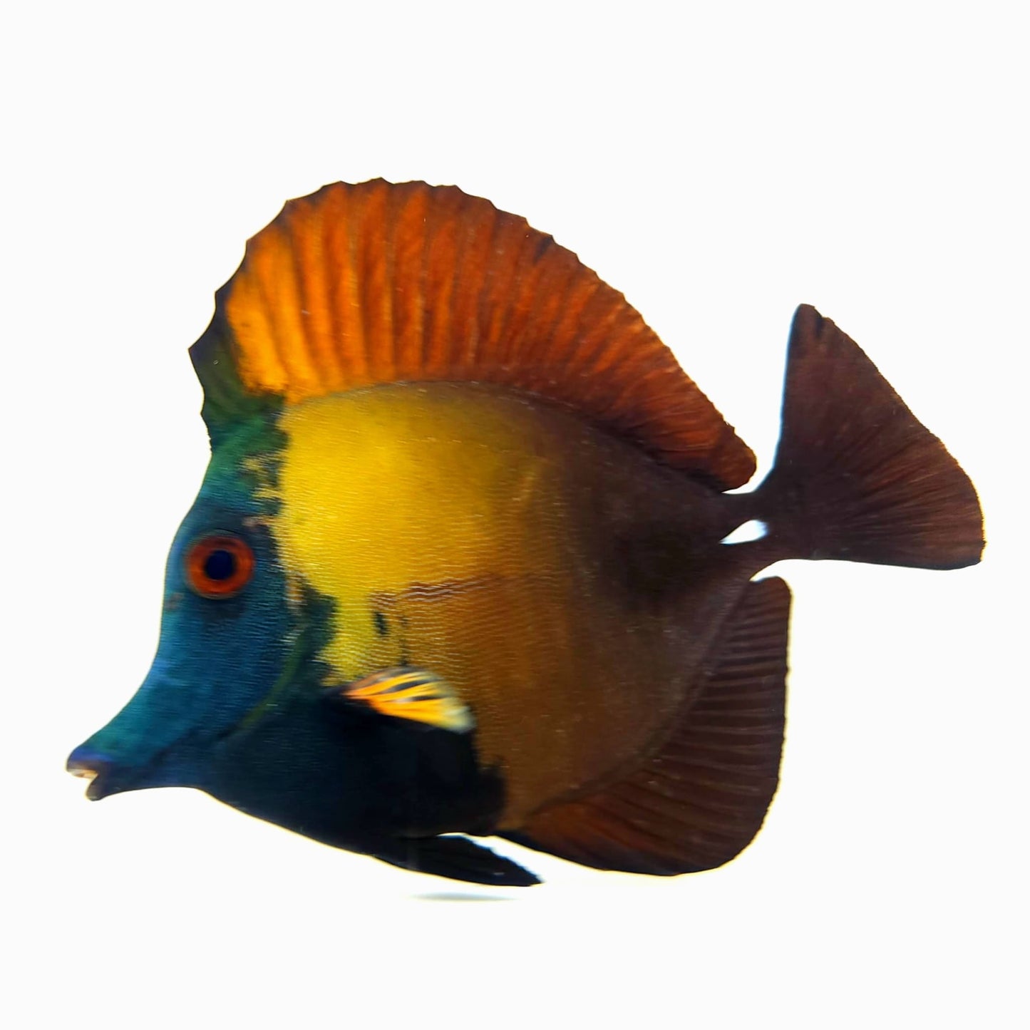 Blue Face Koi Scopas Tang WYSIWYG