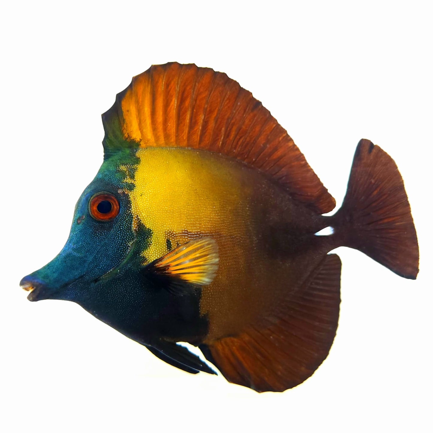 Blue Face Koi Scopas Tang WYSIWYG