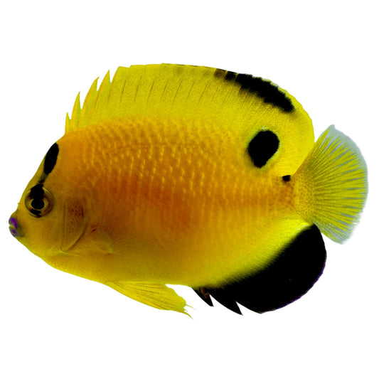 Captive Bred Goldflake Angelfish Juvenile (BA)