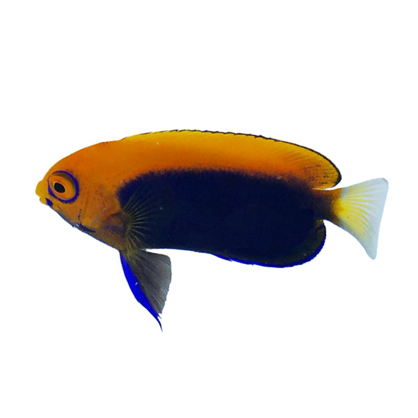 Flameback Angelfish – Reef Pro