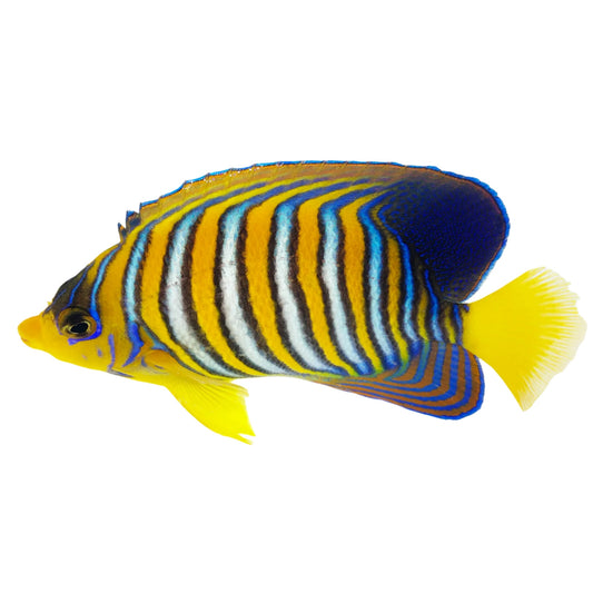 Indian Ocean Yellow Belly Regal Angelfish
