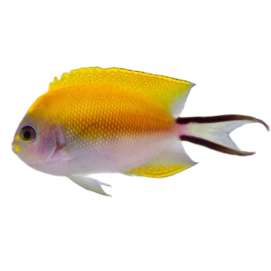 Japanese Swallowtail Angelfish Female
