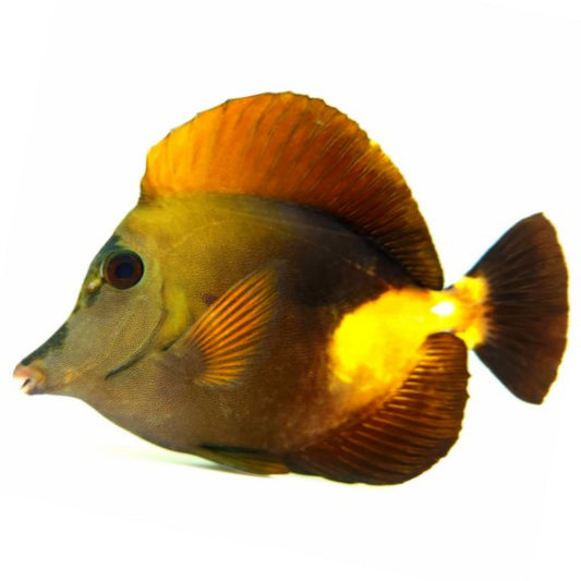 Tri Color Koi Scopas Tang WYSIWYG