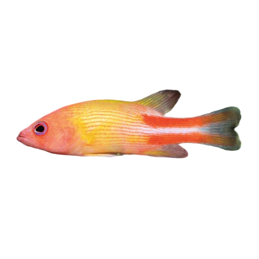 Multi LIned Basslet