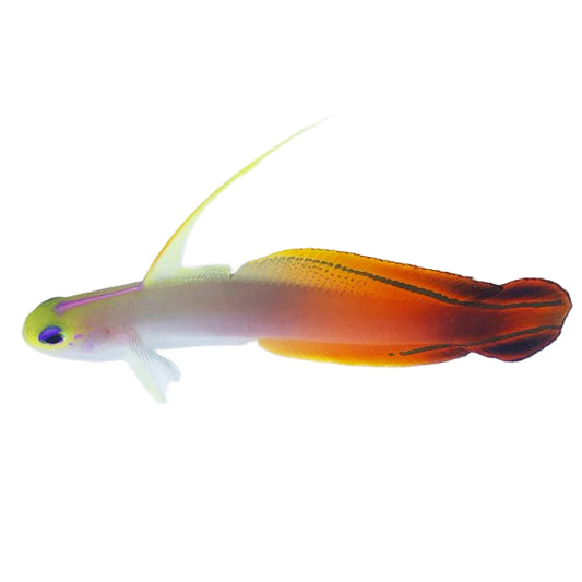 Magnificent Firefish