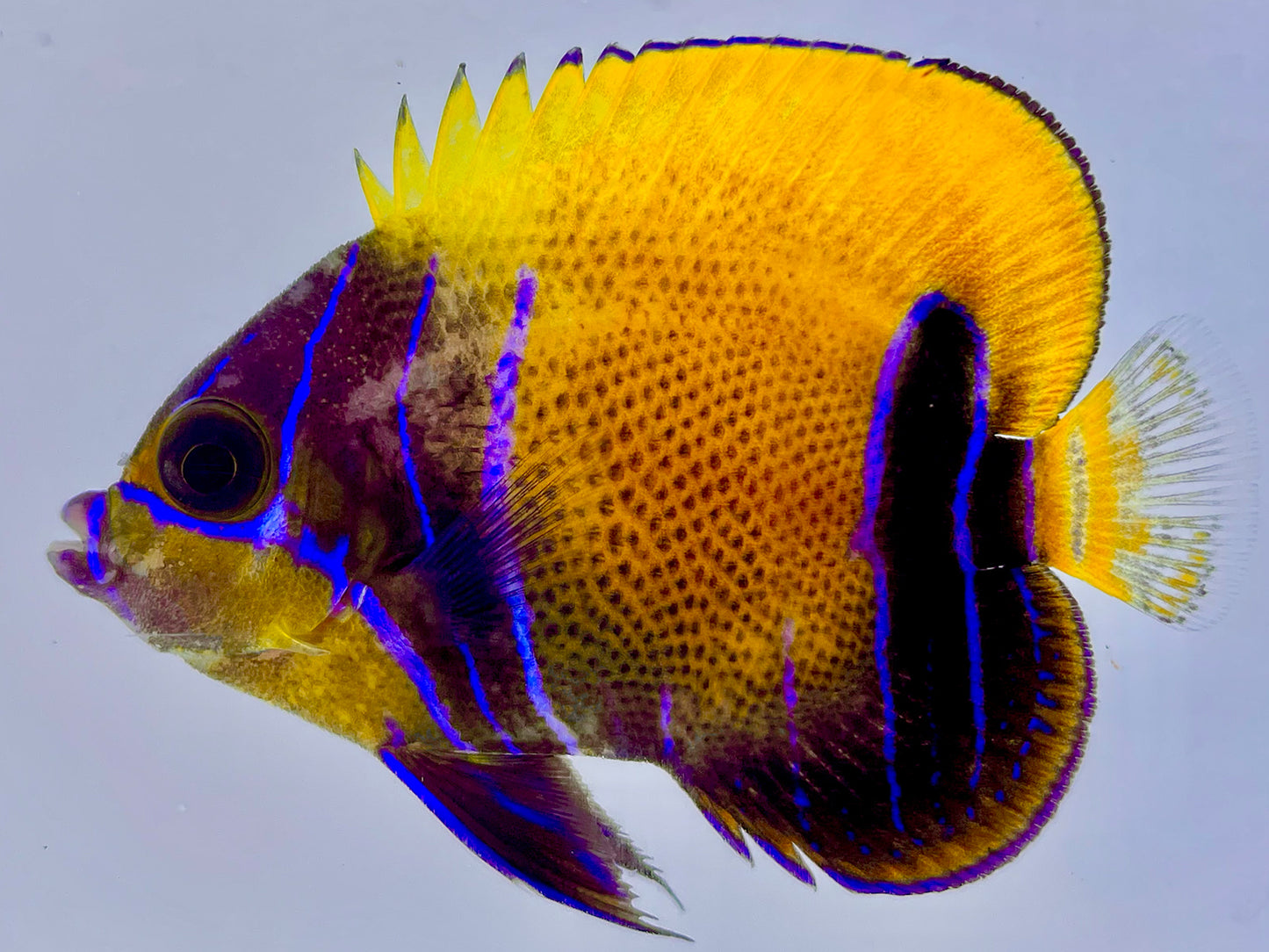 Majestic Angelfish 3-4" NON-WYSIWYG