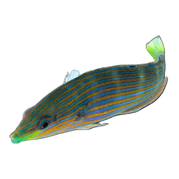 Melanurus Wrasse