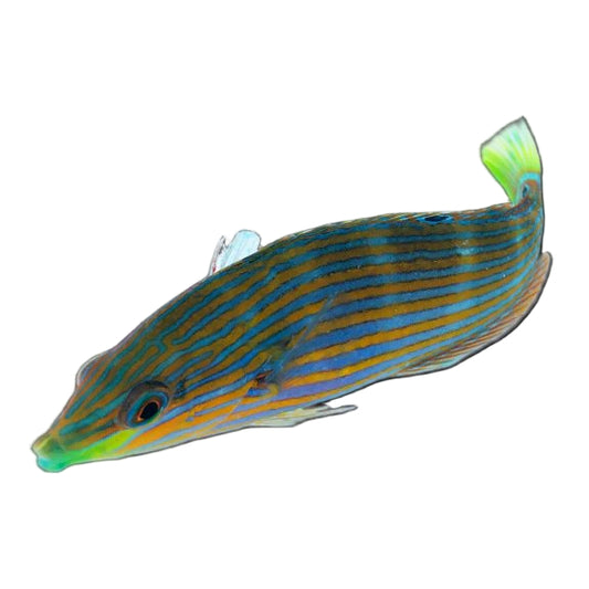 Melanurus Wrasse