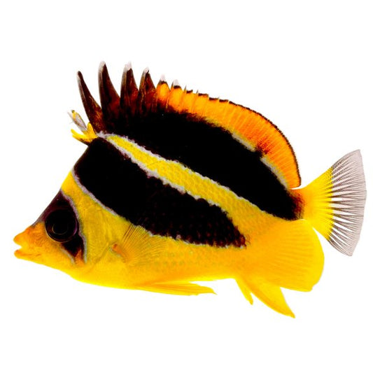 Mitratus Butterflyfish