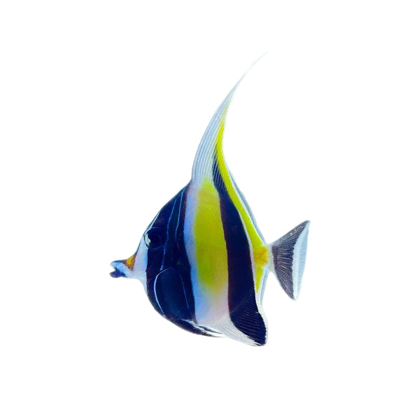 Moorish Idol