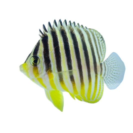 Multibar Angelfish