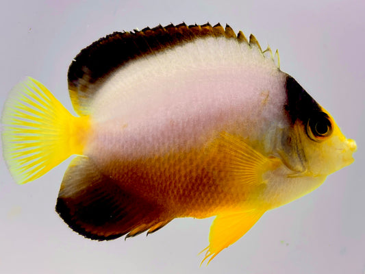 Multicolor Angelfish