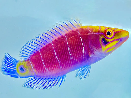 Mystery Wrasse Bonded Pair